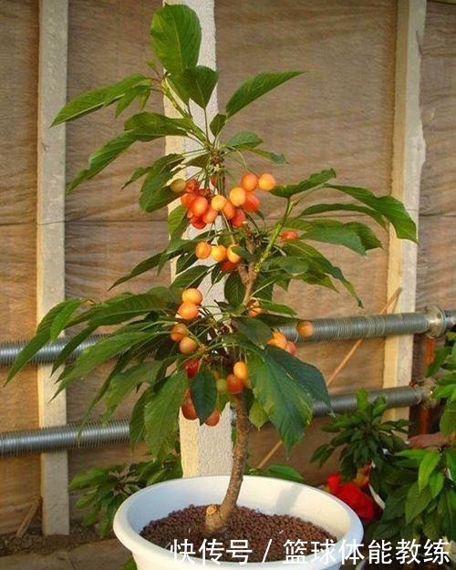 发芽|这2种水果别扔籽,处理好埋盆里,扎根发芽养成绿叶盆栽