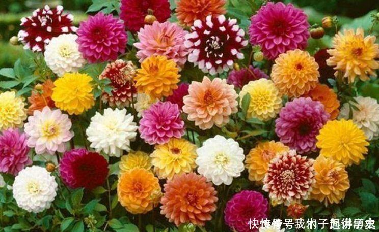 营养土|4种花是懒人的最爱，有阳光就爆盆，好养不操心