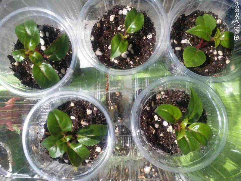 嫩苗|7种花养老桩不好,多扦插、养嫩苗,才能年年开花