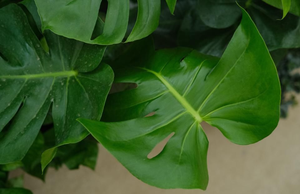 二手烟|家有烟鬼养这4种花，释放氧气净化空气，就是二手烟的克星