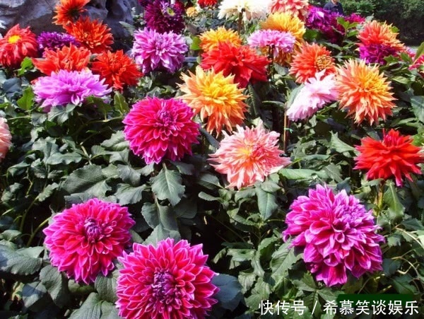 养护|大丽花一开，世间少有的美，这样来养护，年年开爆阳台