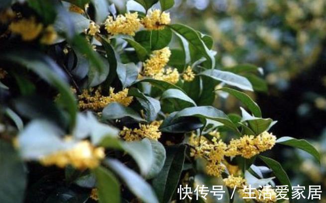 新手|老中医都喜欢的4种花,人养花,花也“养人”,新手也能轻松驾驭