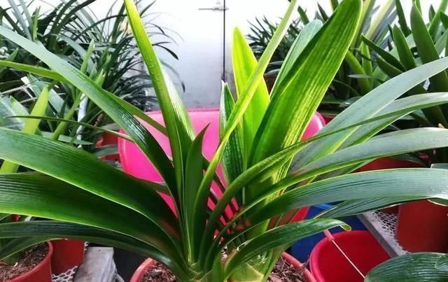 霍米兰|花盆里放两种杂物,花很好,没有虫子,土壤也不结实,气势旺盛