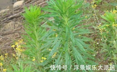 飞蓬草|农村的野草,总以为它是杂草,不过在城里受热捧,还能入药治病