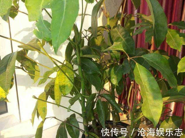 植物|橘子皮，养花的“极品肥”，天然无害，肥效温和