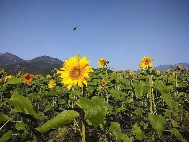  美景|5分钟过江！两岸三地美景等你来！！