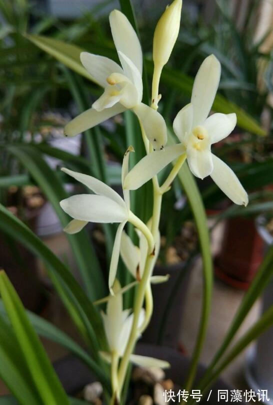 喜欢养菊,就养盆“精品菊花”富贵菊,花开艳丽多姿,寓意美好