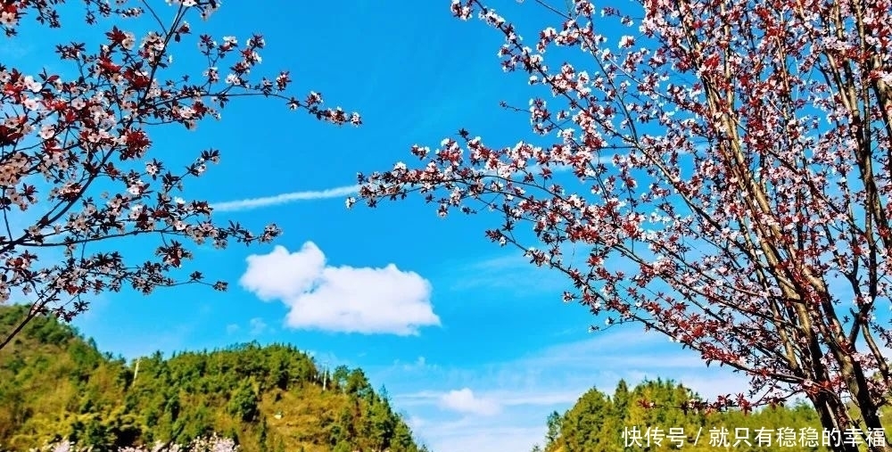 中国宣汉：春风十里，三月花海艳巴山