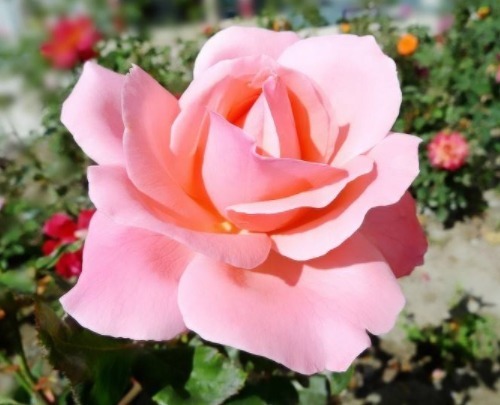 不会养花就养这5款“便宜花”,年年开花不断,花色多又艳,美