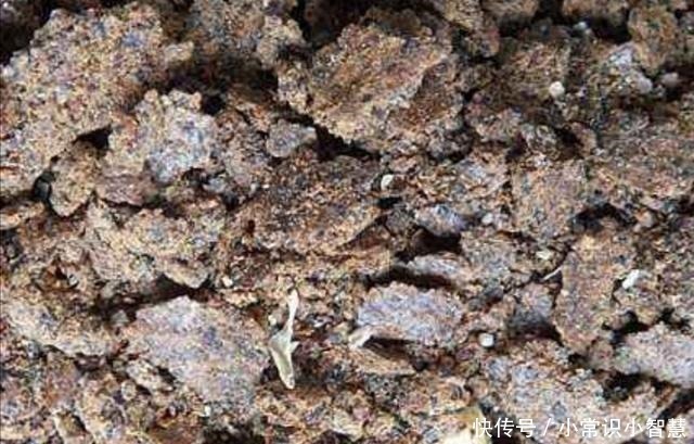 蛭石|在家制作营养土，加上3种“废弃物”，松软透气、营养成分多！