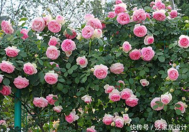 看见一户人家院子,栽满爬藤花,好美!真是羡煞旁人