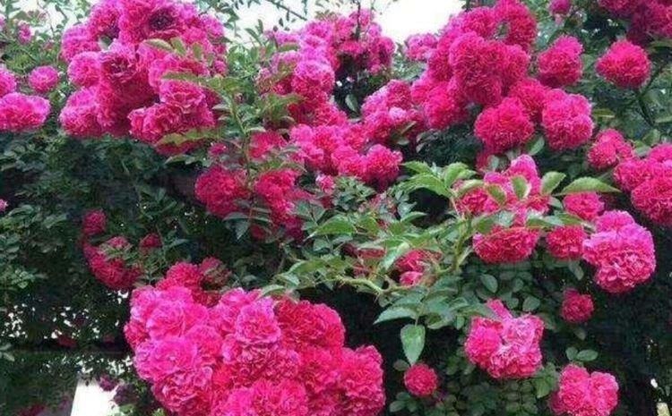 家里必养“4种花”,好养又漂亮,开花就爆盆,不易生病好养护