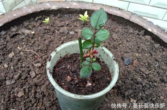 扦插月季只长新叶不长根2种处理方法，提高成活率！