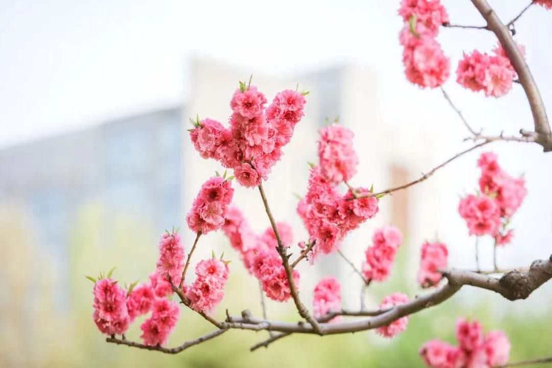 杨石先|南开大学，102岁生日快乐！