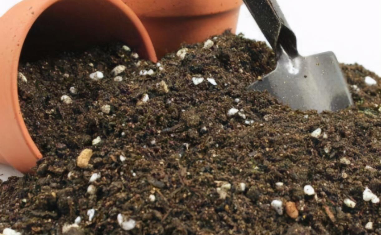 花友|不爱买土的花友,夏季别闲着,自己配制营养土,为秋季换盆做准备