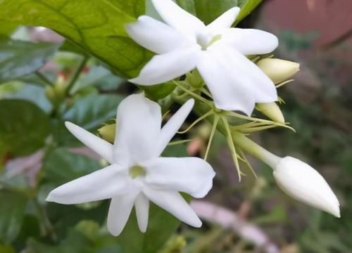  温度|茉莉怕冷该怎么过冬？做好这几方面，明年枝叶繁茂、花儿朵朵开