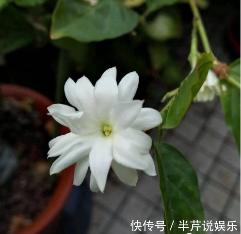 茉莉|邻居养了一株笔尖茉莉，香味蹿进了左邻右舍，太好闻了！