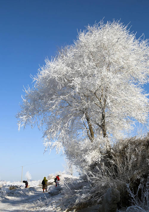 洁白晶莹，仪态妖娆，如诗如画的雾凇仙境