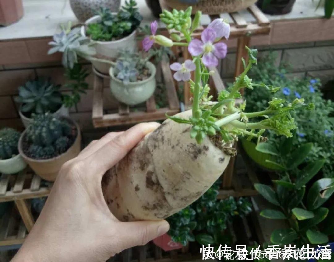 叶子|人参萝卜开花了,我种的花,都是这么奇奇怪怪