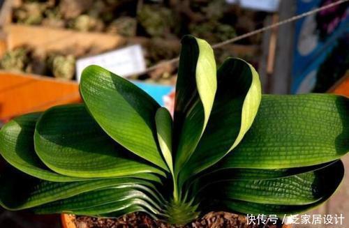 生长期|夏天养君子兰,发出“三信号”还在生长期,补充水肥绽放层叠群花