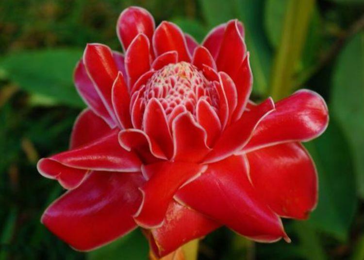 宫灯|聪明人都养3种花,花朵迷人,阵阵花香,花朵大!