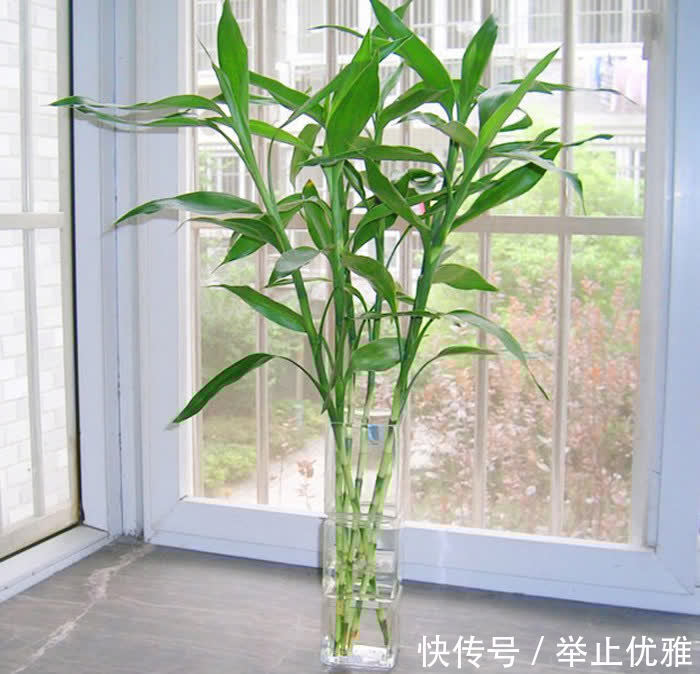 霜降马上到啦！天气降温，在家里摆上这三种花，不但养人而且好看