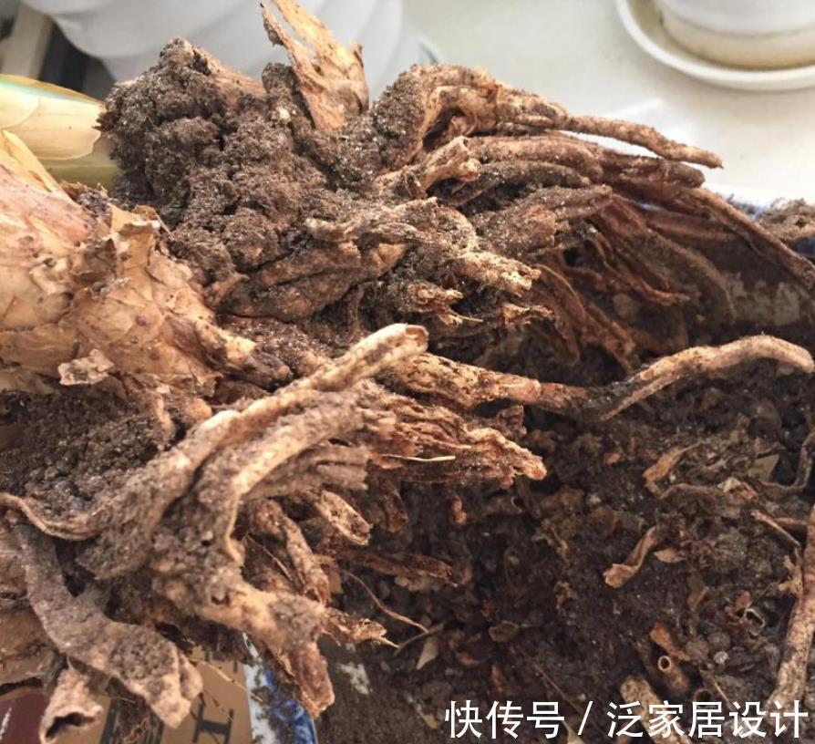 睡莲|旧土养花,简单一加工,肥效成倍,3种花谨慎用土,用了难养活