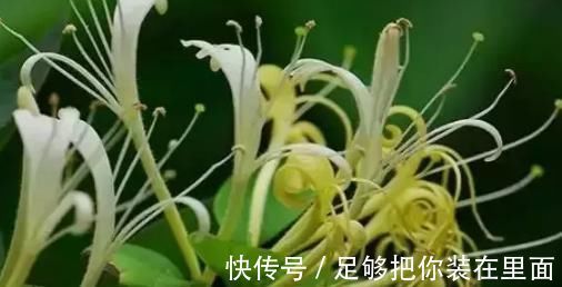 睡眠质量|黄芪补气功效第一,与以下4样搭配百病消退,3种人千万碰不得