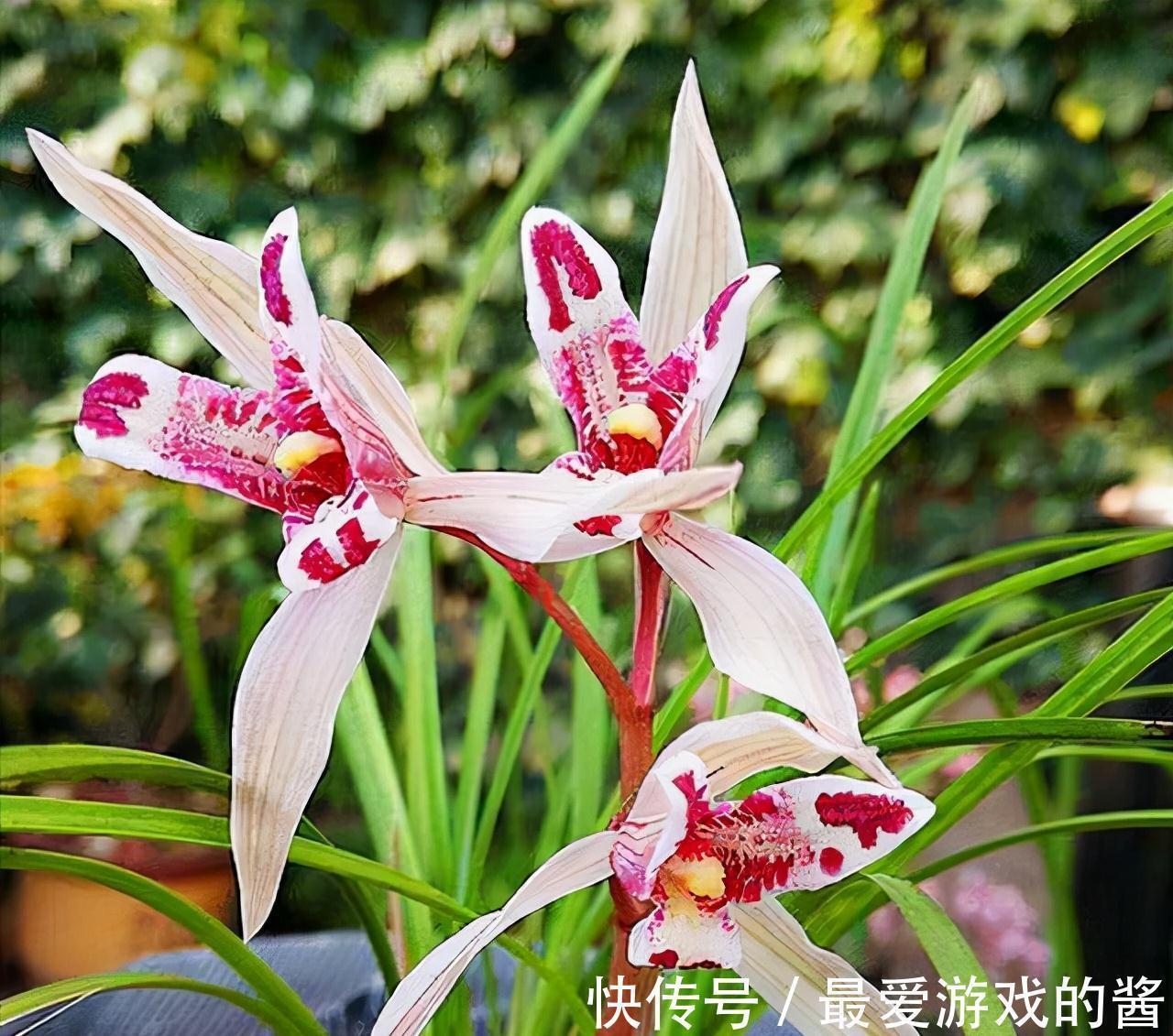 开花酷似兔子耳朵,曾价值30万1苗,带你认识兰花玉兔彩蝶