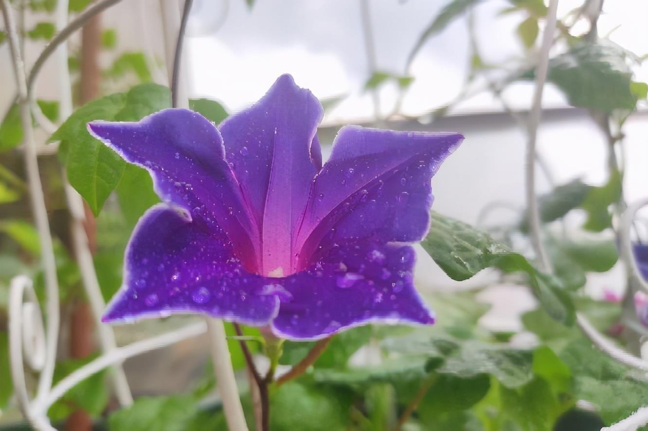 牵牛花|很容易养活繁殖的3种“漂亮花”,长得到处都是,开花也挺多的