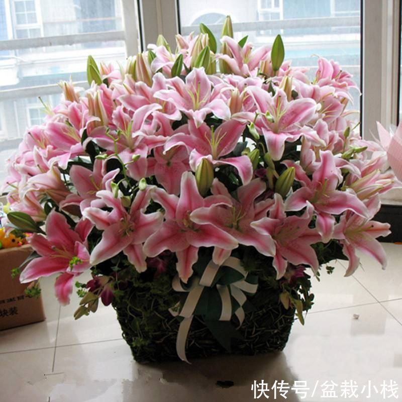 font-size|百合花盆栽好养吗？什么细节该注意？喜欢百合花的看过来