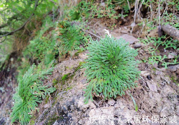 九死还魂草|野外山坡上再看见这种植物，别挖了，数量已经不允许