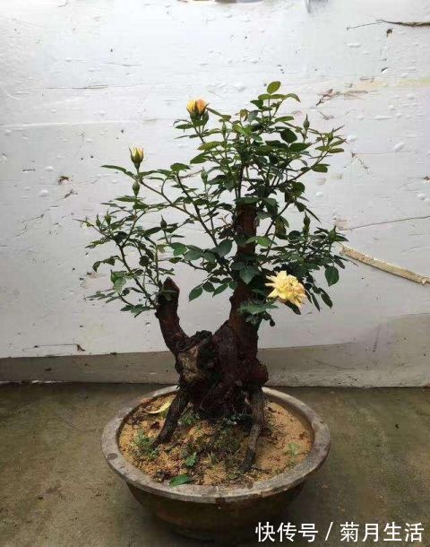 花市碰上这几种“花老桩”,便宜也不能入手,带回家养不活不开花