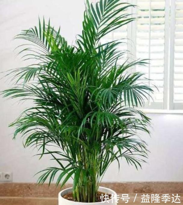 养花就养3种花,家里养一盆,养眼上档次,四季常青!