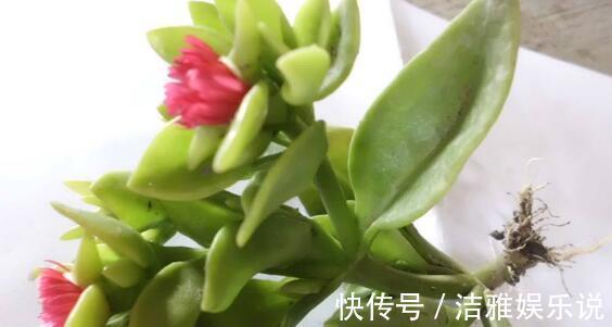 牡丹吊兰|家中养一盆这种“吊兰”,一个修剪技巧,长爆盆,朵朵红花开不停