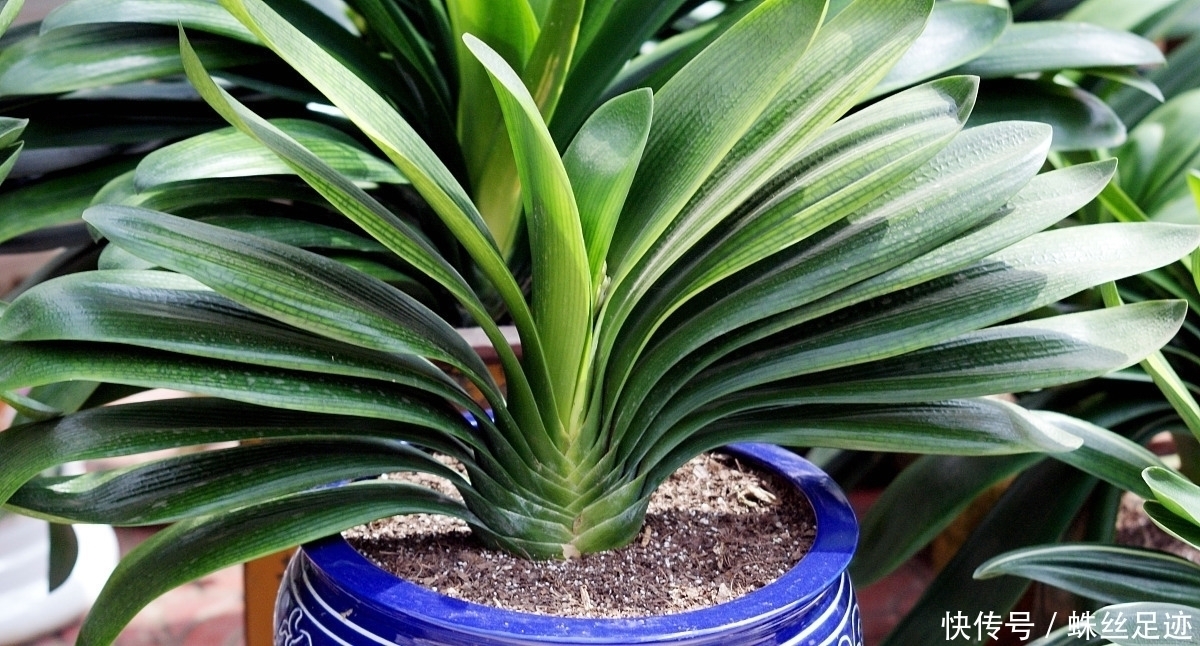 新叶|养君子兰,看到这6种情况,抓紧翻盆,不然影响长新叶,难开花