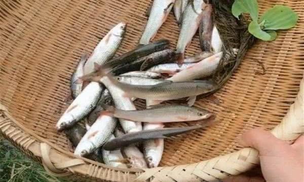 临死前|刘伯温临死前，回敬朱元璋一筐鱼，朱元璋17年后才知其意！