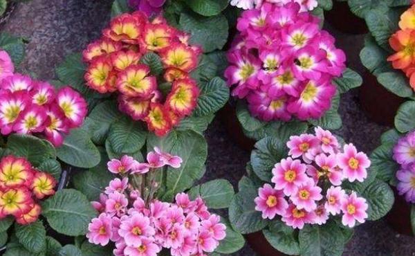 养花,大蒜的味道刺激对于一些小昆虫来说,它就像毒药