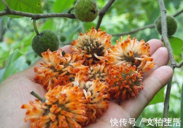 农村|农村这种野果称为“假杨梅”估计很多人小时候都吃过这个果子!