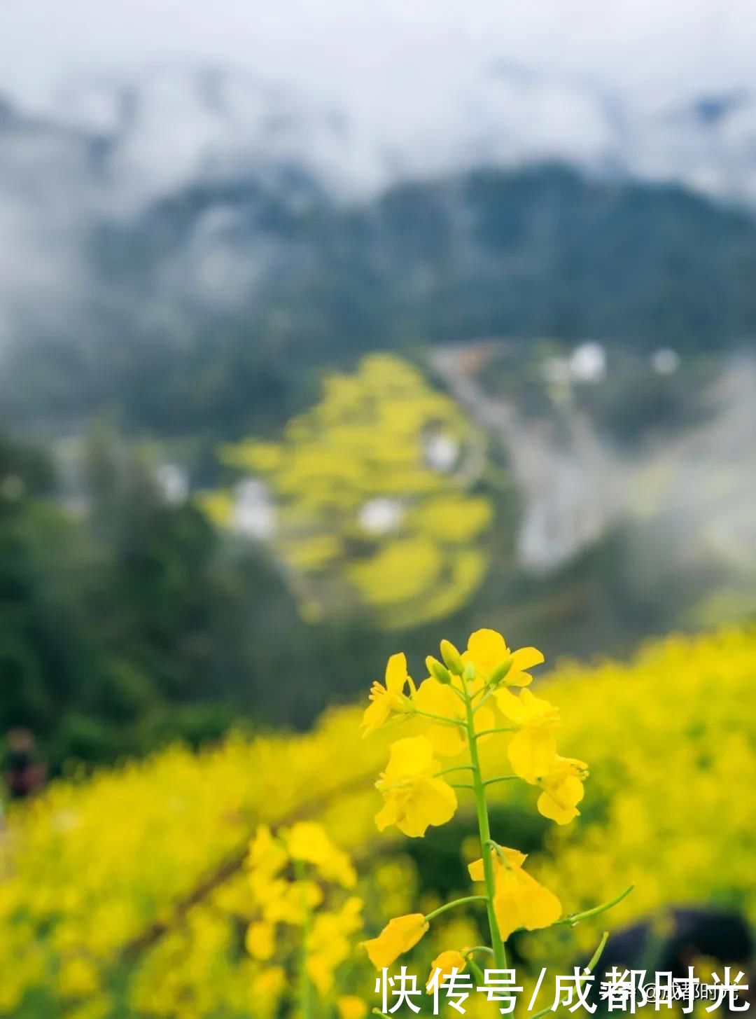 22℃的成都 7个油菜花地点 就近选择