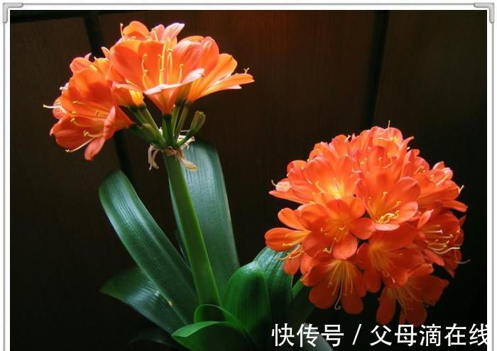 技巧|君子兰种植技巧