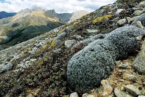 冰雪|高山流石滩，这里的花比任何地方都美丽