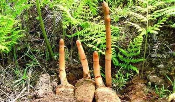 农村深山中的一种草药,无根无叶会跑又会飞