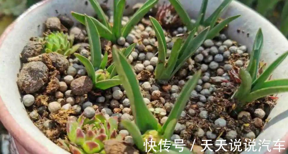 嫌弃养花难,不如就种郁金香,沾土就活,花开时放屋里可当熏香