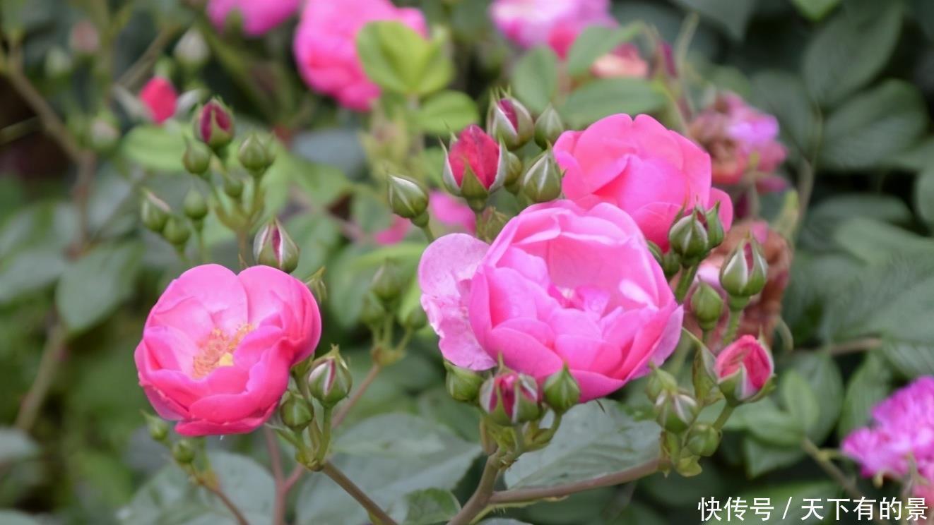 室内养花最烦“病虫害”,告诉你这些关键点,让花少生病