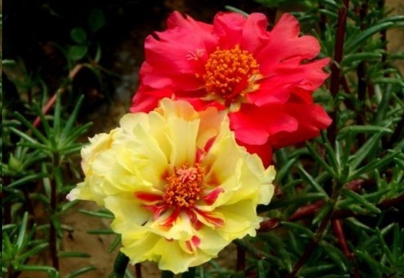 光照|7种一年四季开花的植物，阳台养一盆，天天有花看！