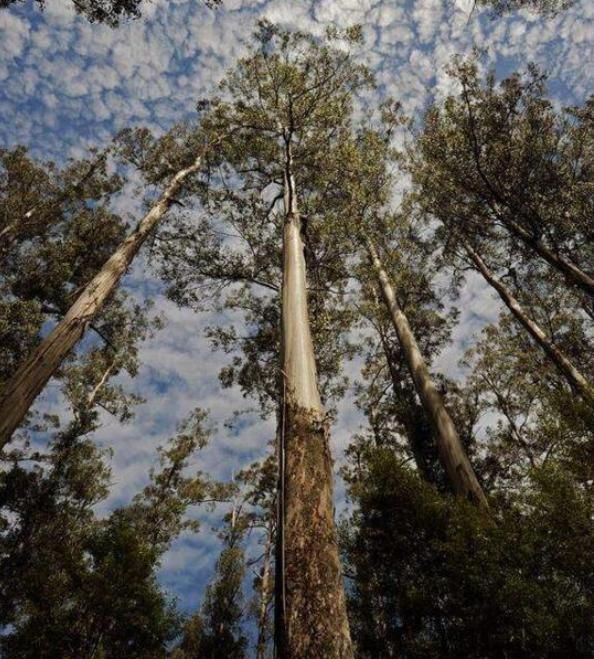 世界上超高的5棵树:每棵都堪比“摩天大厦”,我国这棵叫望天树