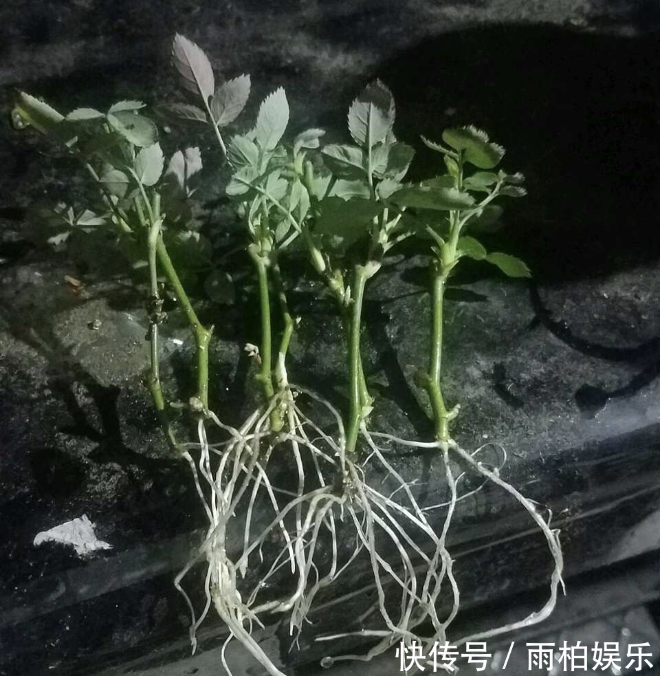 家庭养花,塑料瓶是“宝贝”,学会5个使用“小妙招”,一生受用