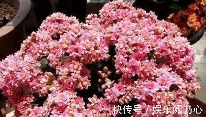 鸡蛋壳|养长寿花，就得用“它”，盆里埋一个，一年不施肥也爆满盆！