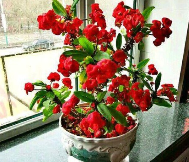 4种“懒人花”,越“不理”越旺盛,给点水就“疯长”,超好养!4